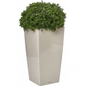 Искусственное растение Самшит XL в кашпо