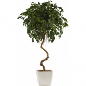 Искусственное растение Фикус малый