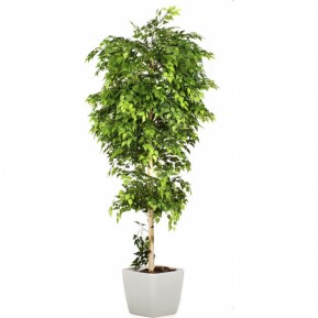 Искусственное растение Берёза