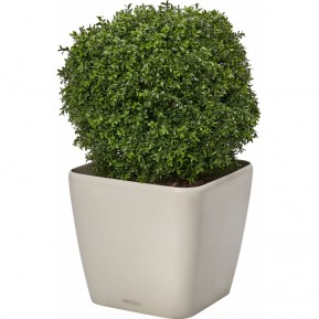 Искусственное растение Самшит в кашпо